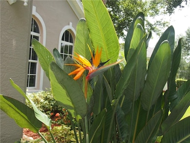 Bird of Paradise on either side of garage