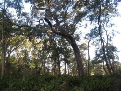 Beautiful Oaks