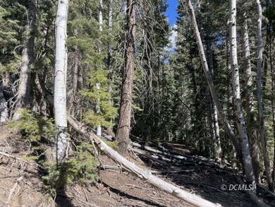 Lots of trees