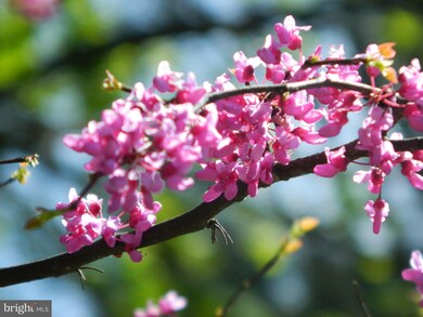 121 Stonebrook Rd, Winchester, VA 22602 - photo 2