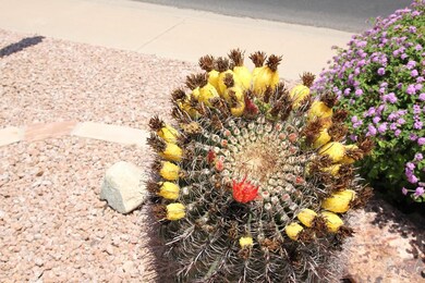 Front Yard Cactus