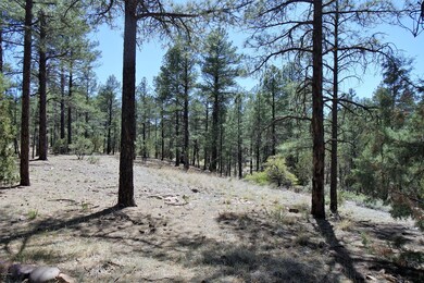 National Forest Behind Property