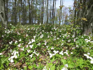 Parcel 16 Summerhill Way unit Summerhill, Hayes Township, MI 49720 - photo 6