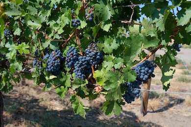 108978 N Corkscrew Prairie NE, West Richland, WA 99353 - photo 3