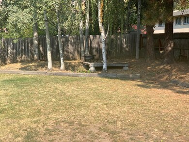 Backyard 1