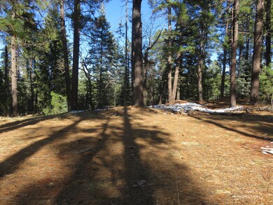 Tall Pines & Blue Skies
