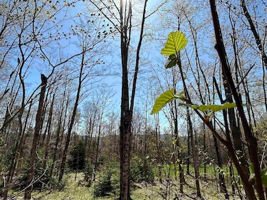 00 Deep Gibou Rd, Montgomery, VT 05471 - photo 3