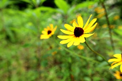 00 Hog Cove Rd, Sylva, NC 28779 - photo 6