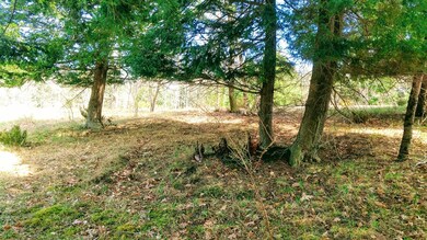 Cedar Groves
