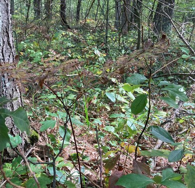 PAR 1 Cleveland Dr W, Lilley Township, MI 49309 - photo 2