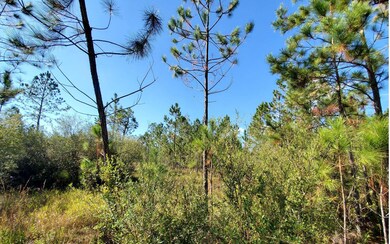 0 SW Spur Rd unit 121583, Lee, FL 32059 - photo 6