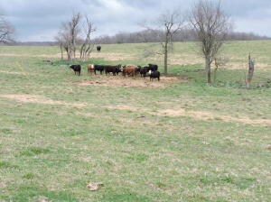 5-pasture