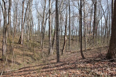 Inside the wooded area