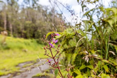 18-1854 Kuahiwi Rd, Mountain View, HI 96771 - photo 4