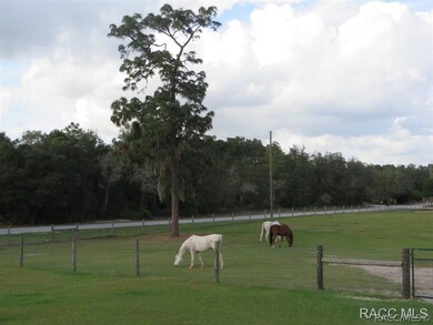 Horses graze in the Pasture