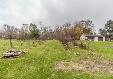 back yard grape vine