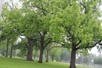 IMG_3132