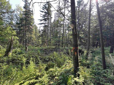 001 Elmore Pond Rd, Wolcott, VT 05680 - photo 5