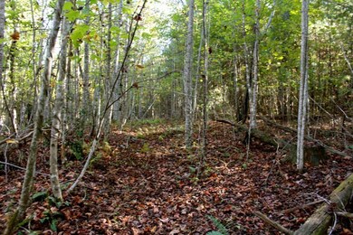 20171006235030454494000000-o