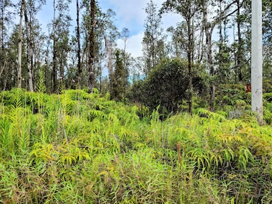 Property is on the left hand side of the power pole. There seems to be an old driveway that is overgrown straight ahead in this picture.