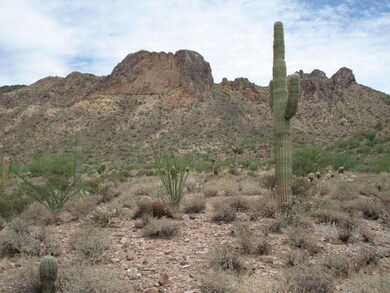 View from Back Yard