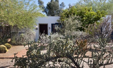 Desert vegitation