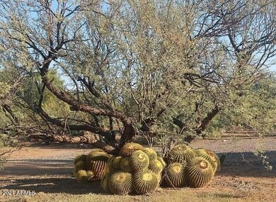 Stunning Golden Barrels!