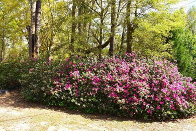 Huge flowering azalea in front yard