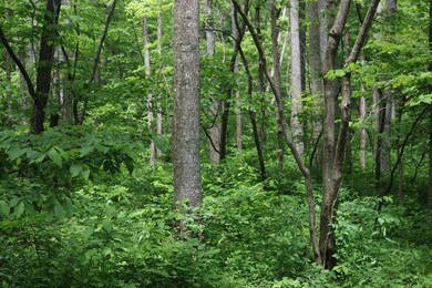 IMG_0414