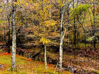 788 Hurricane Creek Rd, Stewart, TN 37175 - photo 6