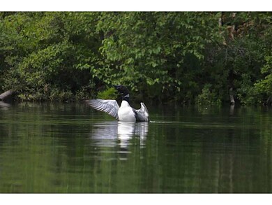 Other. These loons were fishing...