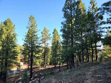Tall pines on the lot