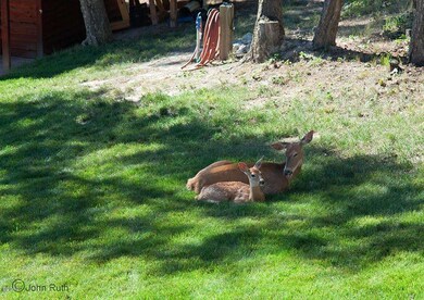 Fawn and Doe