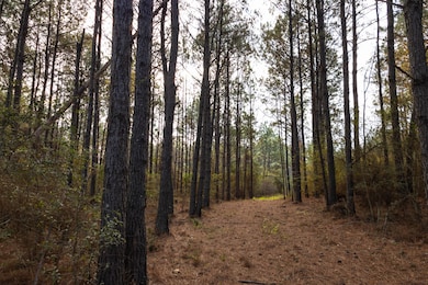 7 Acres Lot D County Road 682, Coffee Springs, AL 36318 - photo 5