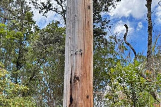 Pole 125, 11-2683 Plumeria Street...