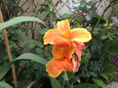 Abundant tropical flowers