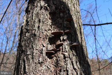0 Back Rd unit VASH2003604, Toms Brook, VA 22660 - photo 7