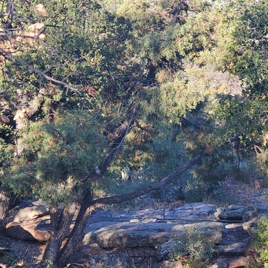 Lots of Vegetation