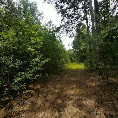 View of local wilderness