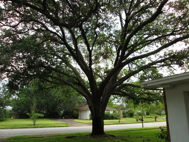 Front Yard Oak