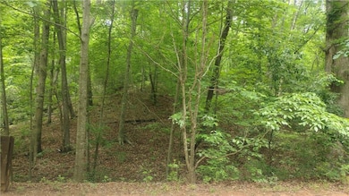View of tree filled area
