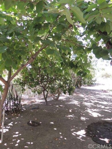 Over 10 fruit trees: orange, lemon, tangerine, pea