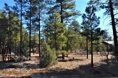 Tall Ponderosa Pines On The Lot