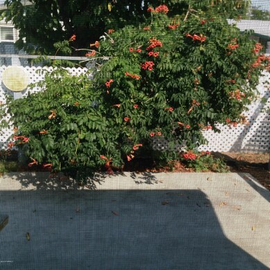 Back Patio