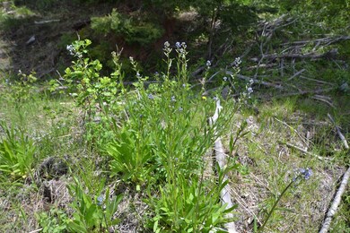 Wildflowers Galore!