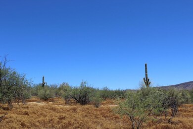 Mature Desert Landscape