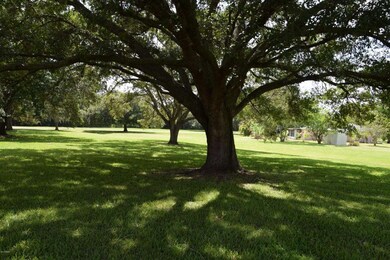Beautiful Trees
