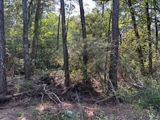 This photo shows a densely wooded area with tall trees and underbrush, providing a natural and secluded setting. Ideal for those seeking privacy and a connection to nature.