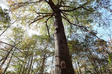 0 Hwy 82, Reform, AL 35481 - photo 5