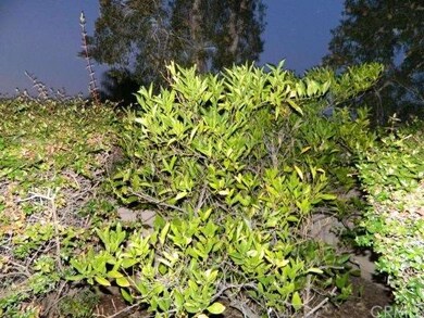 Orange Tree